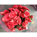 SHOP CÂY CẢNH MINI ĐỂ BÀN