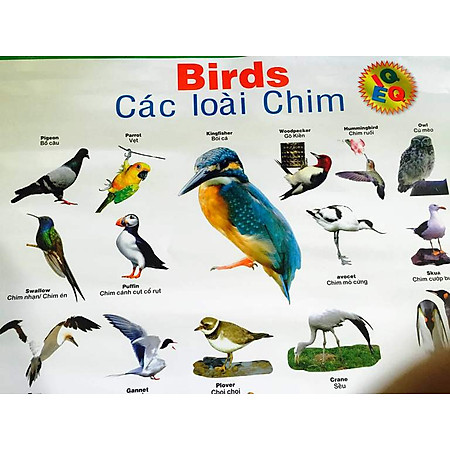 Tranh Treo Tường Cho Bé - Các Loài Chim