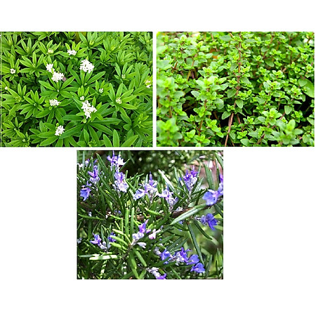 Tinh Dầu Thảo Mộc Garden Herbs Kodo (10ml)