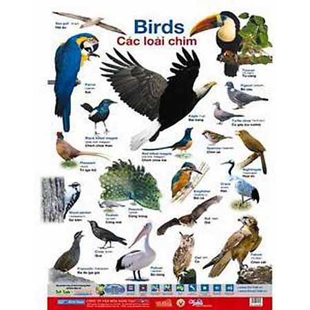 Poster 2 Mặt - Các Loài Chim Và Động Vật Nông Trại