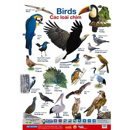 Poster Lớn - Các Loài Chim