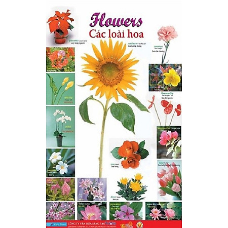 Poster Lớn - Flowers 1: Các Loài Hoa