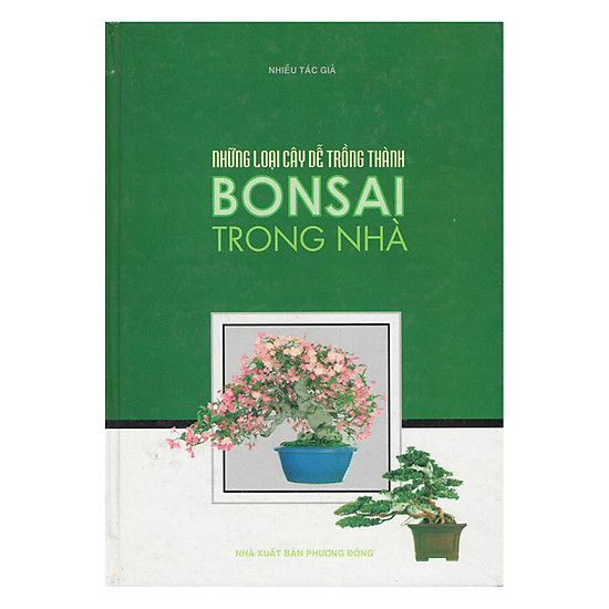 Những Loại Cây Dễ Trồng Thành Bonsai Trong Nhà