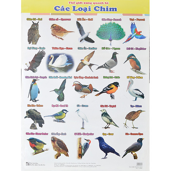 [Download Sách] Poster Lớn - Các Loại Chim