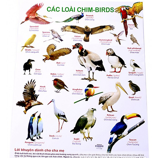 [Download Sách] Poster - Các Loài Chim