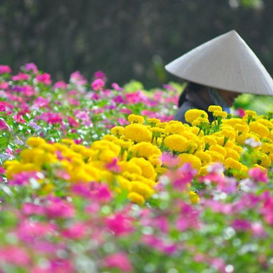 Tour ngoại thành Đà Lạt - Làng hoa Vạn Thành - Chùa Linh Ẩn - Thác Voi - Trại dế