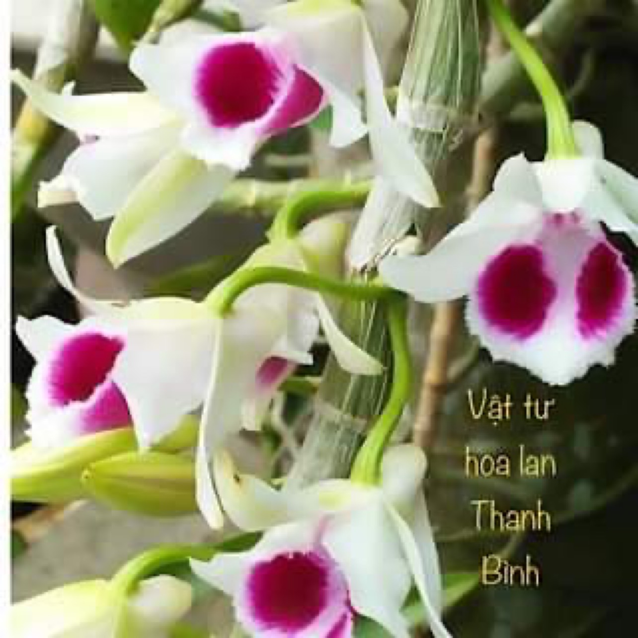 Vật Tư Hoa Lan Thanh Bình