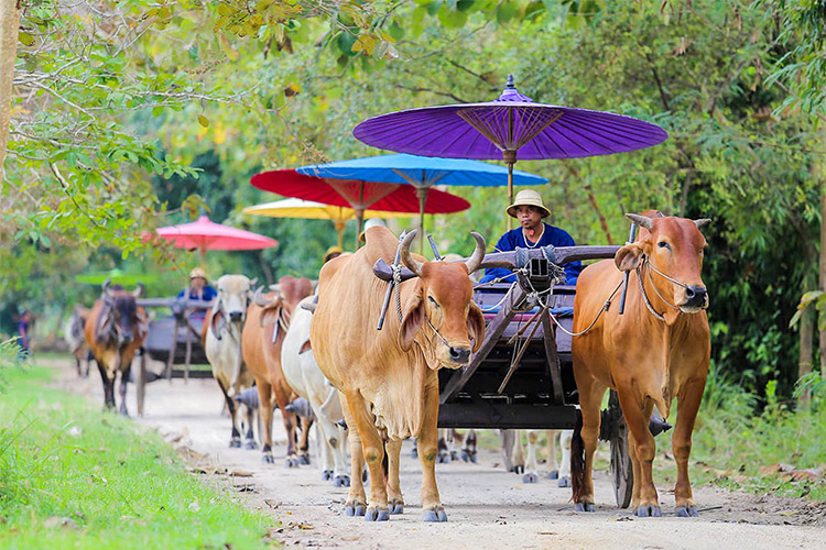 Vé Tham Quan Làng Voi Pattaya, Thái Lan - Một Giờ Trekking Cùng Voi (10: 30 - 11:30)
