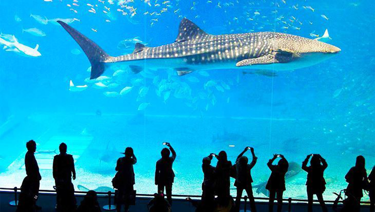 Vé Sea Life Bangkok Ocean World (Thủy Cung + Xem Show) BKK01301