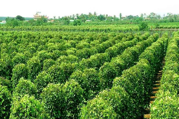 Tour Hè Phú Quốc, Tham Quan Nam & Đông Đảo 01 Ngày, KH Hàng Ngày