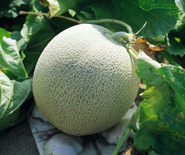 Bộ 2 Gói Hạt Giống Dưa Lưới Ngọc Khuê Thái Lan F1 Phú Nông PN 128 (90g / Gói)