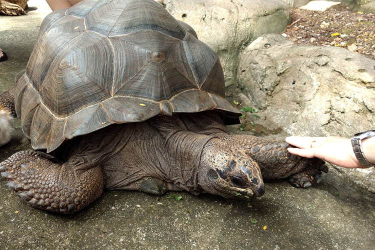 Vé Sở Thú KL Tower Mini Zoo, Kuala Lumpur
