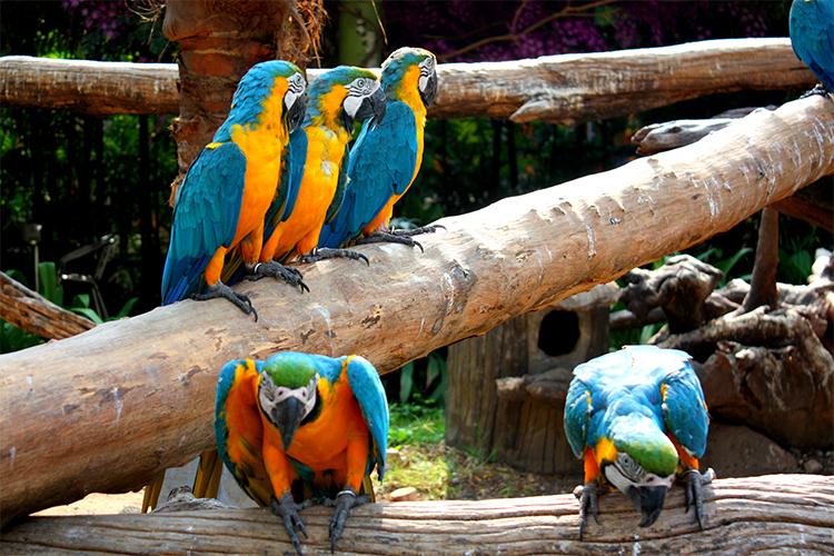 Vé Safari World Bangkok, Thái Lan - Package C: Safari Park + Marine Park + Show Thú