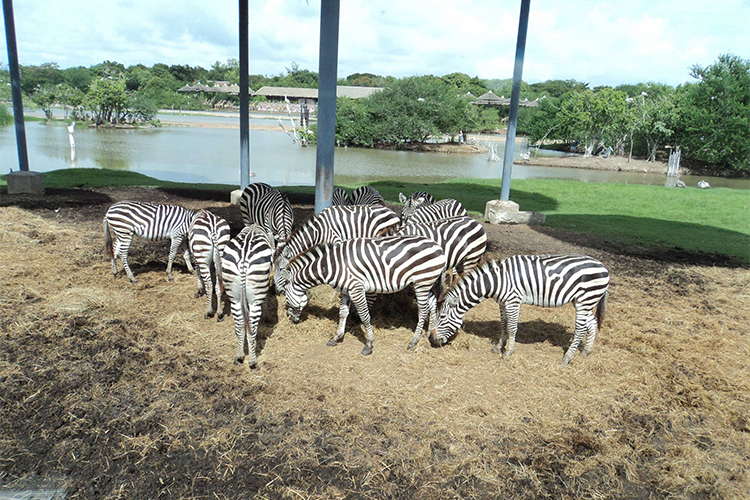 Vé Safari World Bangkok, Thái Lan - Package C: Safari Park + Marine Park + Show Thú