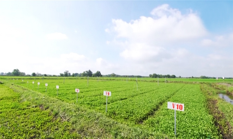 Bột Rau Má Quảng Thanh (100g)