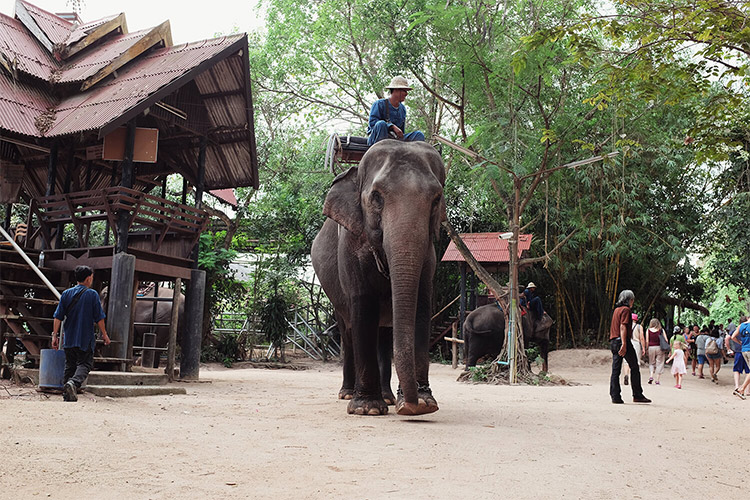 Vé Tham Quan Làng Voi Pattaya, Thái Lan - Một Giờ Trekking Cùng Voi (10: 30 - 11:30)