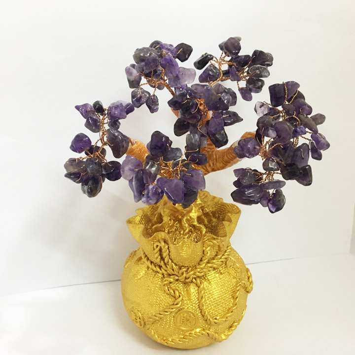 Cây Phát Tài cho người mệnh Thủy