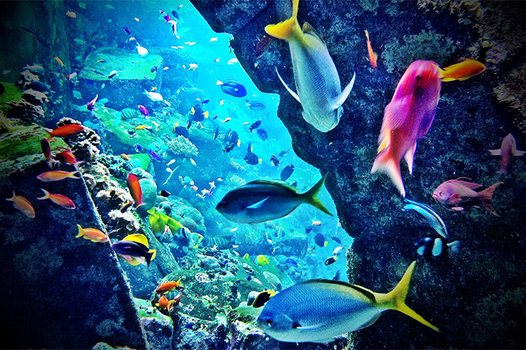 Vé Tham Quan Chiang Mai Zoo Aquarium, Thái Lan