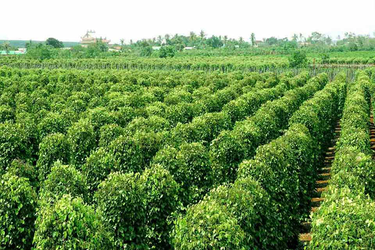 Tour Phú Quốc 2N1Đ, Khởi Hành Hàng Ngày, Áp Dụng Lễ