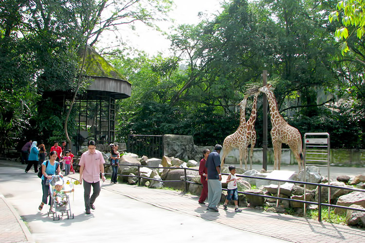 Vé Sở Thú KL Tower Mini Zoo, Kuala Lumpur