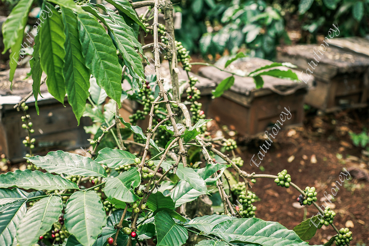 Mật ong Eatuhoney 650gr