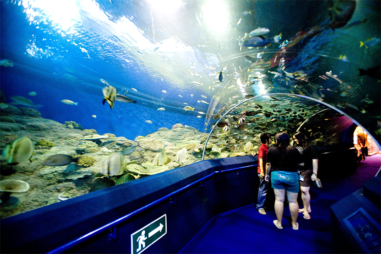 Vé Thủy Cung Underwater World Ở Pattaya, Thái Lan