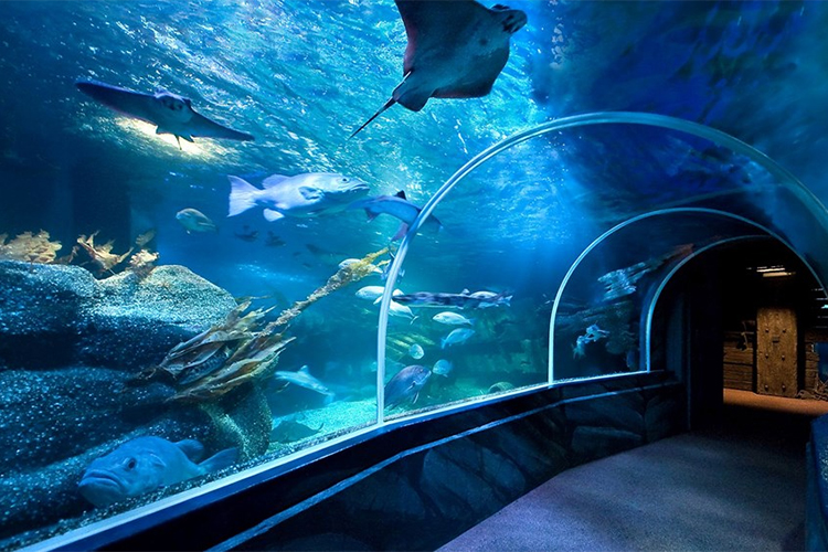 Vé Thủy Cung Underwater World Ở Pattaya, Thái Lan
