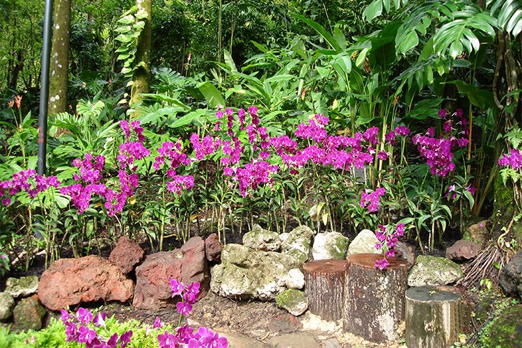 Vé Tham Quan Vườn Lan National Orchid Garden Ở Singapore