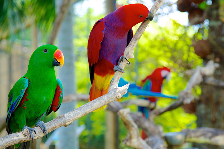Vé Tham Quan Bali Bird Park, Indonesia