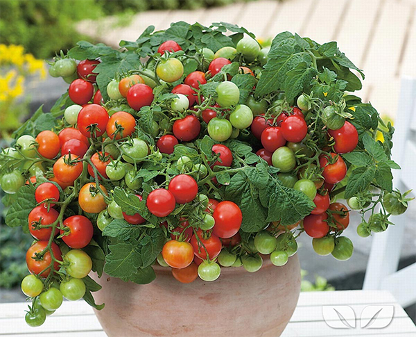 Bộ 2 Gói Hạt Giống Cà Chua Bi Trồng Chậu Phú Nông PN (100g / Gói)