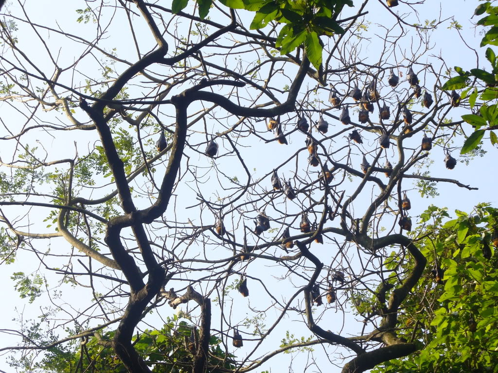 Tour 1N1Đ Cha Diệp - Mẹ Nam Hải - Chùa Dơi, KH Tối Thứ 7 Hàng Tuần & Lễ