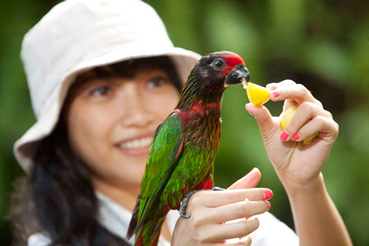 Vé Tham Quan Bali Bird Park, Indonesia