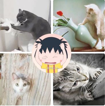 Miếng cào móng cao cấp cho mèo 