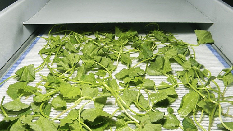 Bột Rau Má Quảng Thanh (100g)