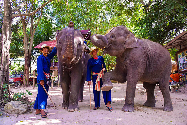 Vé Tham Quan Làng Voi Pattaya, Thái Lan - Một Giờ Trekking Cùng Voi (10: 30 - 11:30)