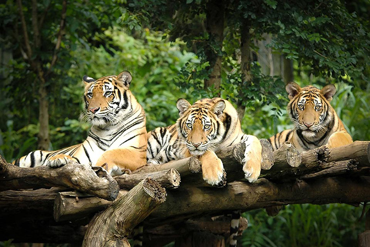 Vé Tham Quan Chiang Mai Night Safari, Thái Lan Ban Ngày (15:00 - 16:30)