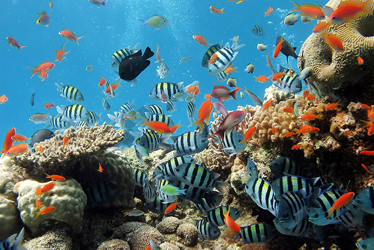 Tour Hè Phú Quốc - Nam Đảo: Câu Cá, Lặn Ngắm San Hô 01 Ngày, KH Hàng Ngày