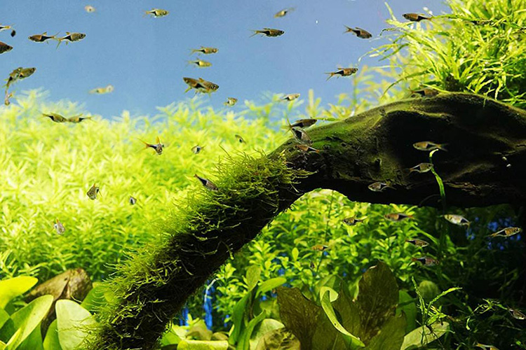 Vé Thủy Cung Hanwha Aqua Planet Ilsan, Hàn Quốc