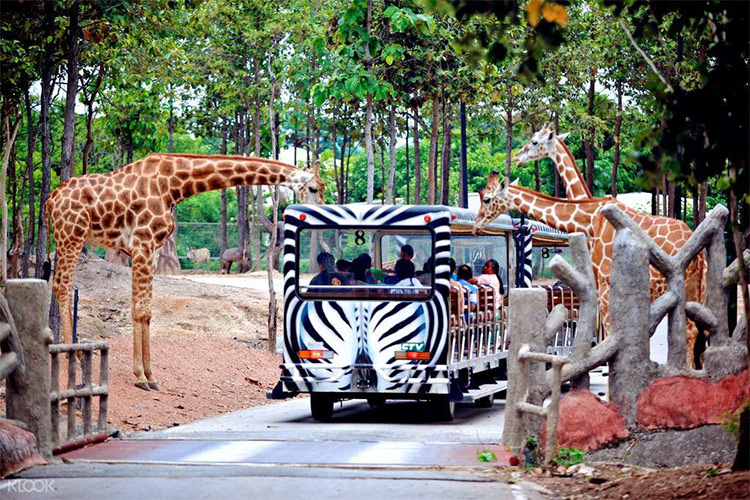 Vé Tham Quan Chiang Mai Night Safari, Thái Lan Ban Ngày (15:00 - 16:30)