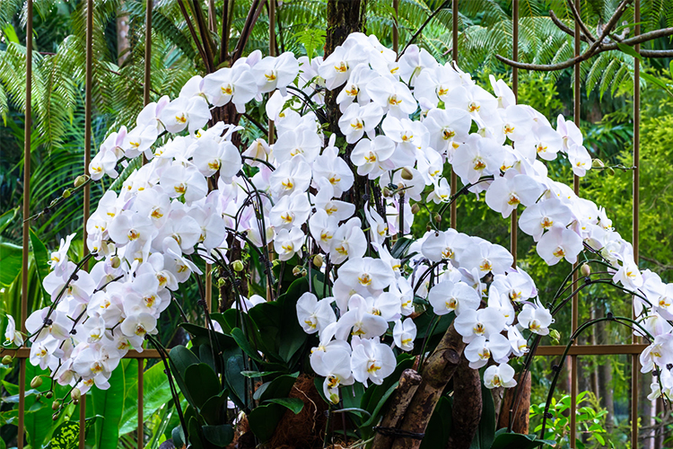 Vé Tham Quan Vườn Lan National Orchid Garden Ở Singapore