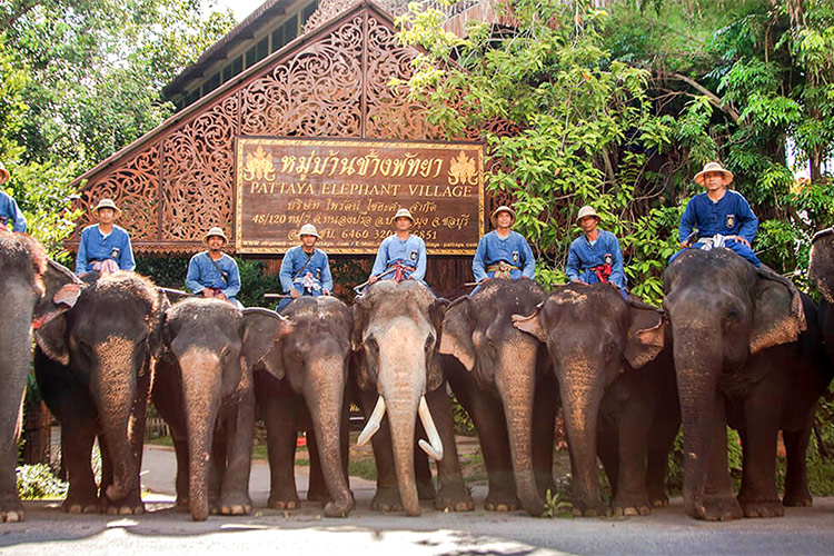 Vé Tham Quan Làng Voi Pattaya, Thái Lan - Một Giờ Trekking Cùng Voi (10: 30 - 11:30)