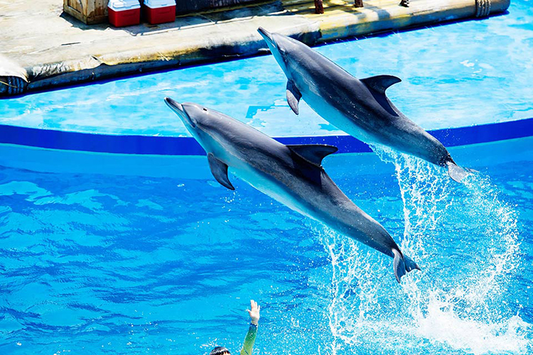 Vé Tham Quan Công Viên Ocean Park, Hong Kong
