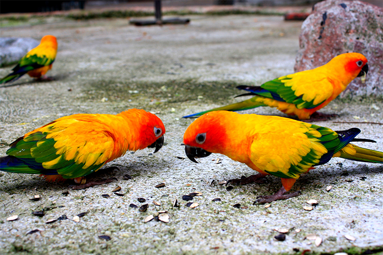 Vé Safari World Bangkok, Thái Lan - Package C: Safari Park + Marine Park + Show Thú