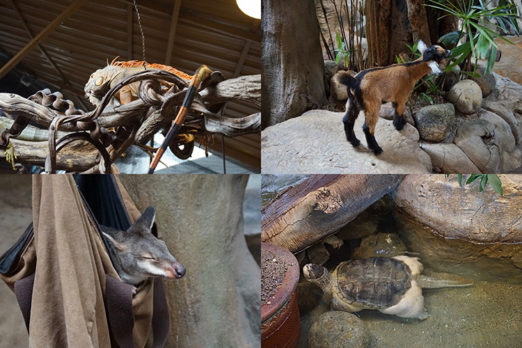 Vé Sở Thú KL Tower Mini Zoo, Kuala Lumpur