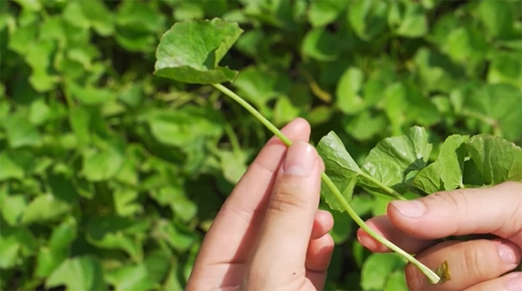 Bột Rau Má Quảng Thanh (100g)