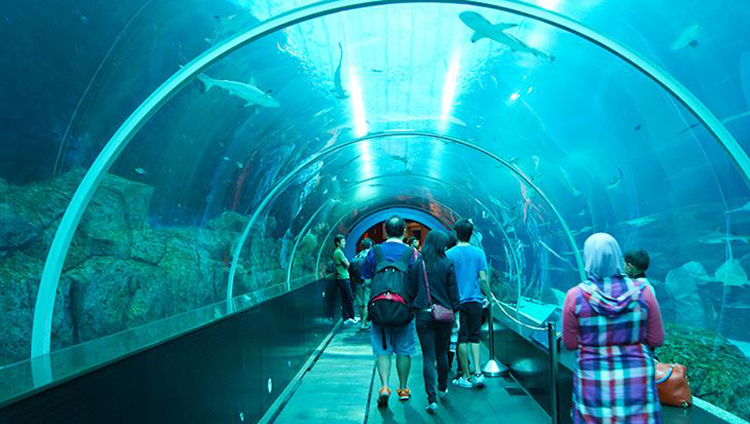 Vé Sea Aquarium SIN00501