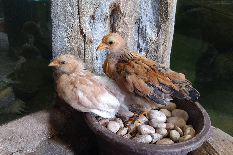 Vé Sở Thú KL Tower Mini Zoo, Kuala Lumpur