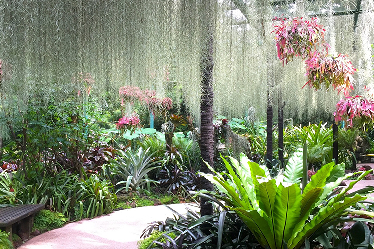 Vé Tham Quan Vườn Lan National Orchid Garden Ở Singapore