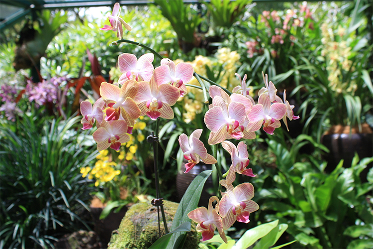 Vé Tham Quan Vườn Lan National Orchid Garden Ở Singapore