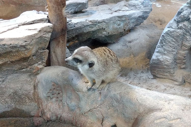 Vé Sở Thú KL Tower Mini Zoo, Kuala Lumpur